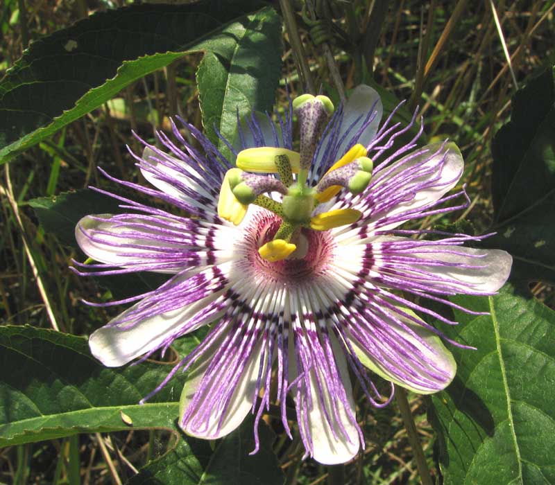 Passiflora incarnata